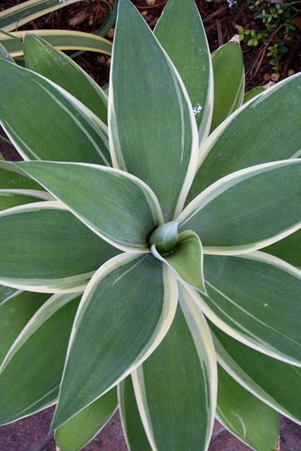 Photos are property of crescent hill nursery. Jlbg Agave Attenuata Ray Of Light