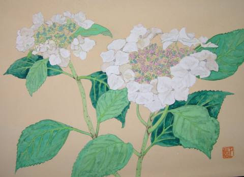 最新のhdアジサイ 日本画 花 最高の花の画像