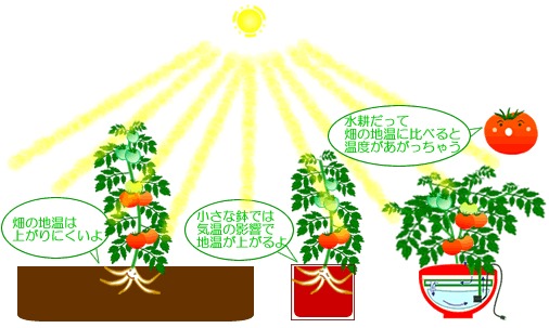 新しいコレクション ミニトマト イラスト 苗 ミニトマト イラスト 苗 ブラッククローバー アニメ画像