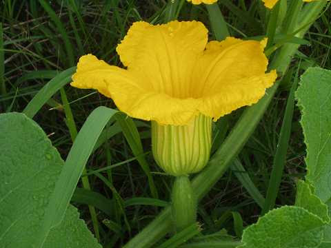 すべての美しい花の画像 75 カボチャ 花 言葉