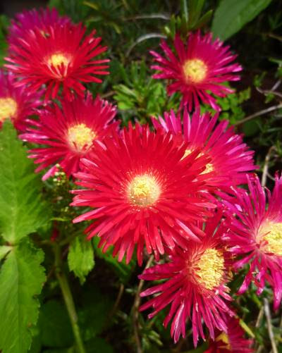 トップ100多肉 植物 赤い 花 すべての美しい花の画像