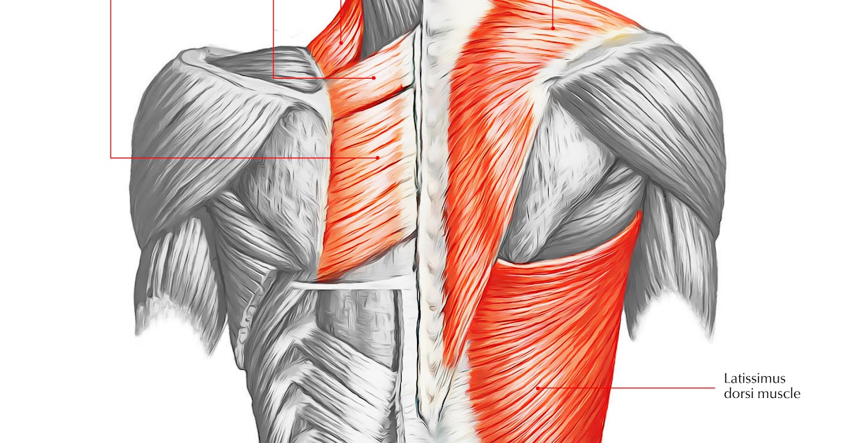 Name Of Lower Back Muscles / Lower Back Parts Of The Body ...