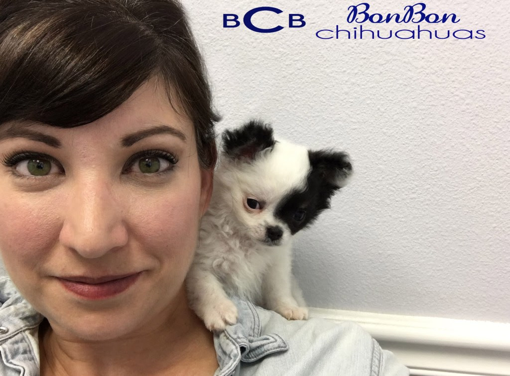 Each day, many new puppies are born, and people like you come here to find their new puppy. Bonbon Chihuahuas Fabulous Akc Chihuahua Puppies