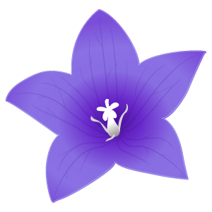 美しい花の画像 トップ100 桔梗の花 イラスト