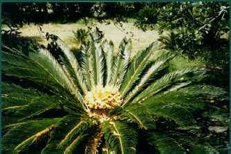 Level 68 farmers may grow a palm tree by planting a palm tree sapling in a fruit tree patch. Cycas Revoluta King Sago Palms Pollination And Seed Growing