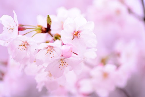 すべての美しい花の画像 エレガント桜 言葉