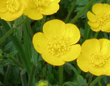 ベストバターカップ 花 すべての美しい花の画像