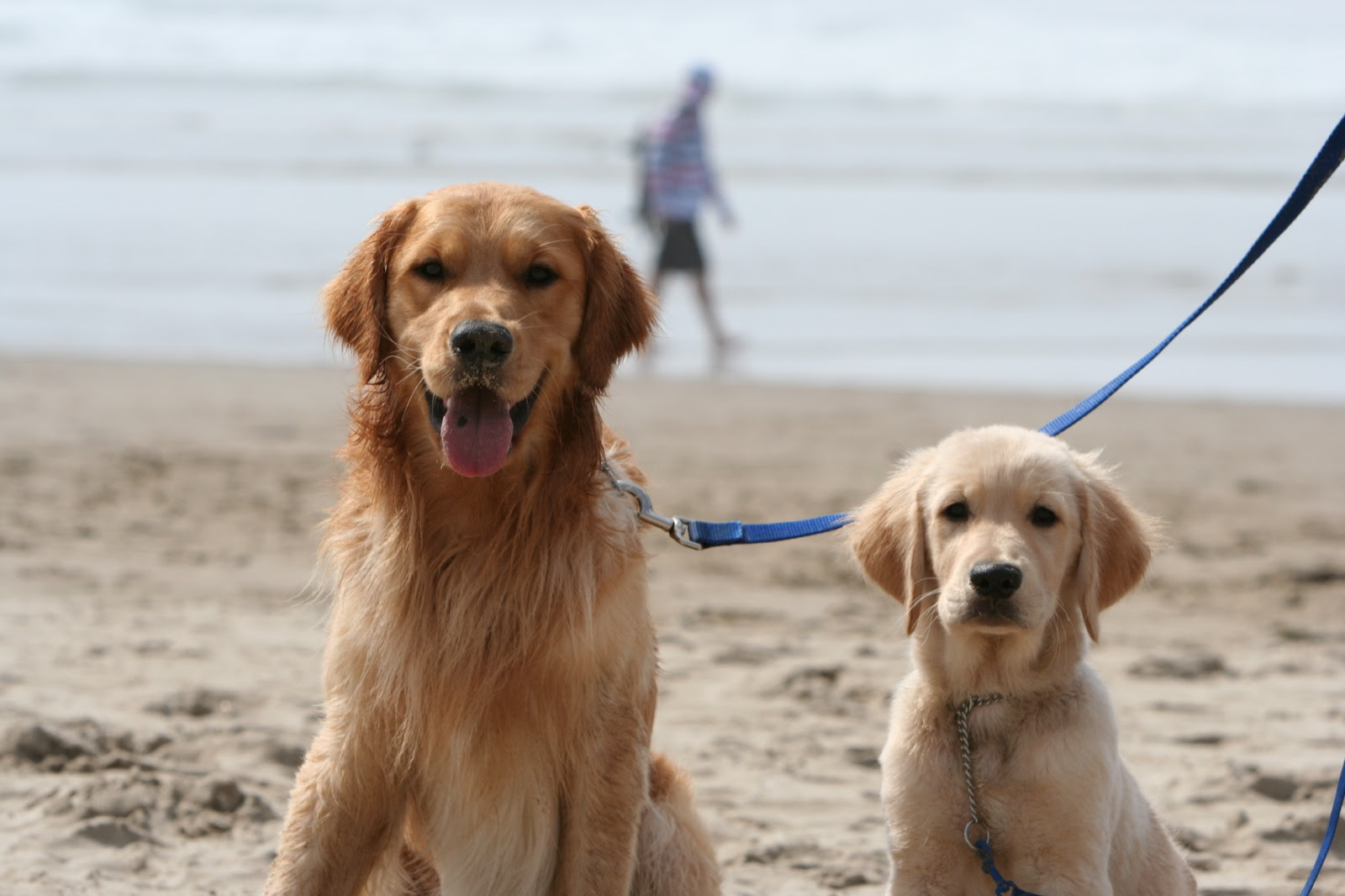 Golden retriever information including personality, history, grooming, pictures, videos, and the akc breed standard. About Northwest Goldens Breeder Of Golden Retrievers