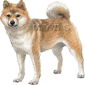 心に強く訴える柴犬 壁紙 柴犬 高 画質 最高の花の画像
