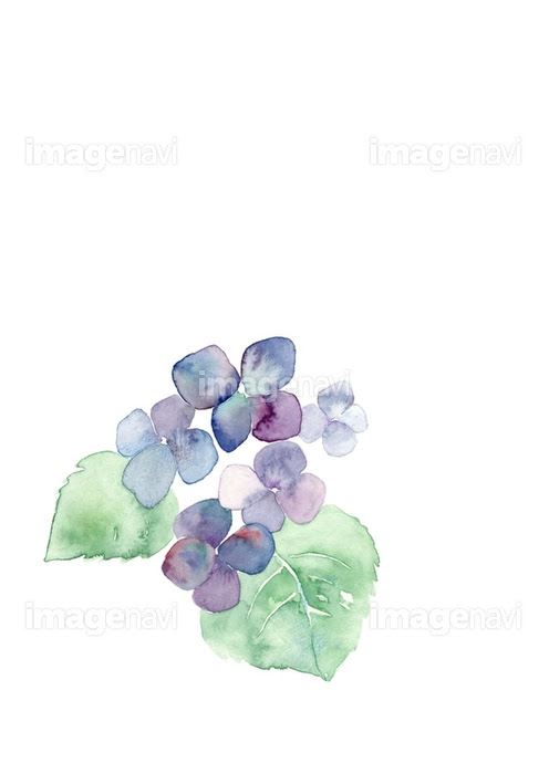 元の紫陽花 イラスト 手書き 美しい花の画像