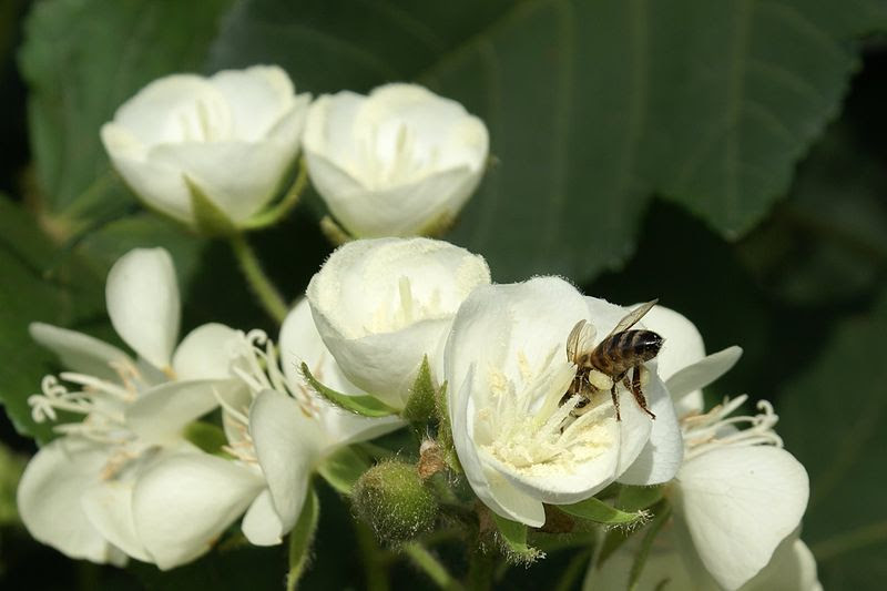 File:Dombeya acutangula Apis mellifera3.JPG