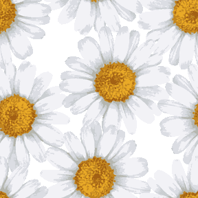 ロイヤリティフリーマーガレット 壁紙 スマホ 最高の花の画像