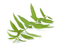Lemon Verbena Oil
