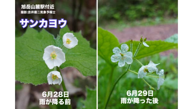 上サンカヨウ 北海道 最高の花の画像
