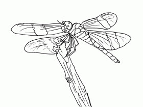 Our dragonfly coloring pages in this category are 100% free to print, and we'll never charge you for using, downloading, sending, or sharing them. Free Dragonflies Coloring Pages Download Free Dragonflies Coloring Pages Png Images Free Cliparts On Clipart Library