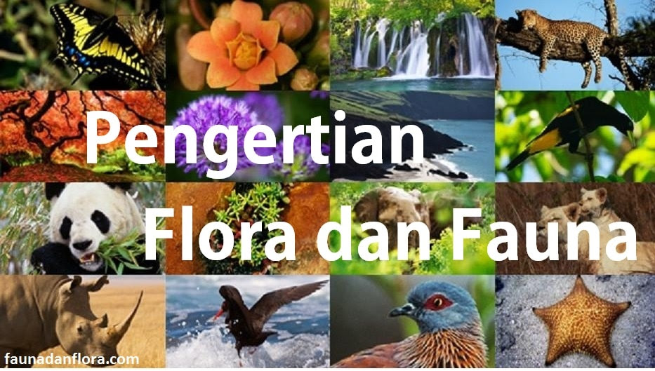Unduh 5500 Koleksi Gambar Flora Dan Fauna Di Negara Mesir  Gratis HD