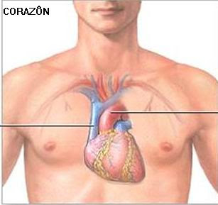 corazon1 Los 5 órganos y su función psicológica