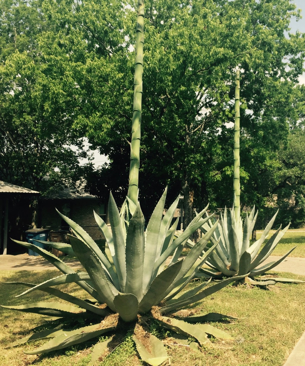 Native to the western hemisphere, these plants like arid conditions, so they don't mind the dry air in most homes and are forgiving if you occasionally forget to water them. The Agave Plant S Asparagus Death Fetish The Awl