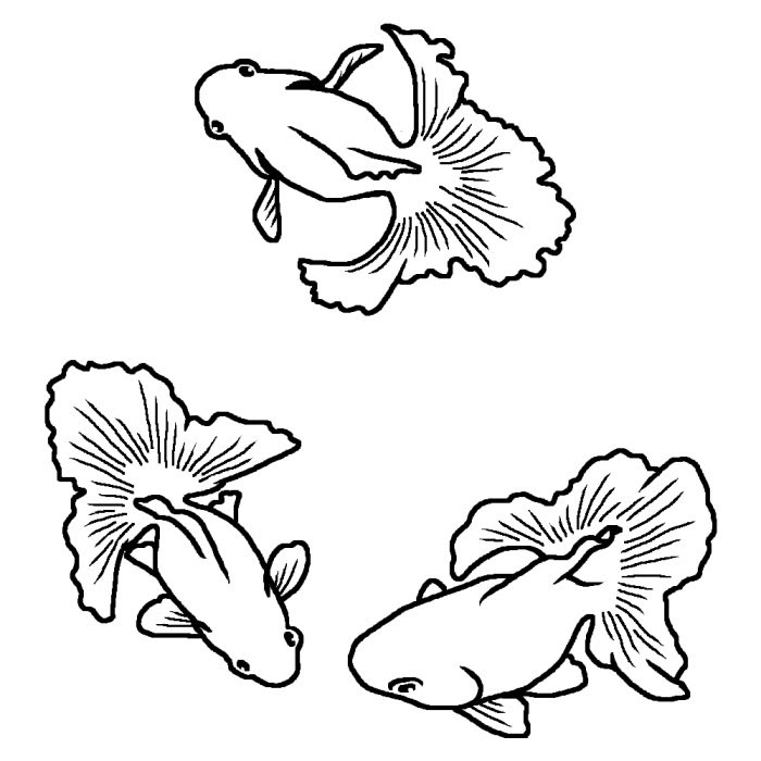 綺麗なイラスト 金魚 白黒 美しい花の画像