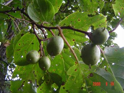 食べ られる 木の実 秋