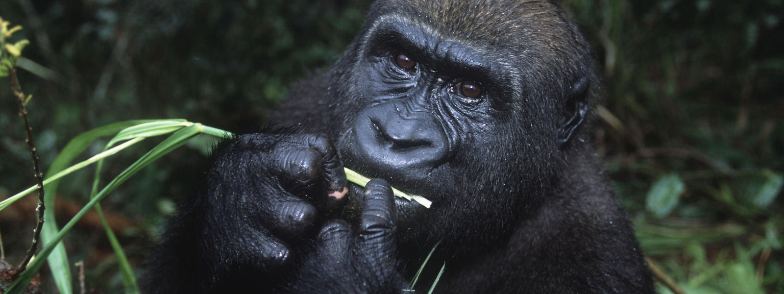 Western Lowland Gorilla 