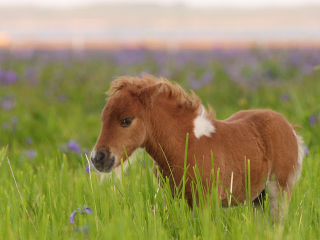 鏡野が 50 馬 かわいい 画像