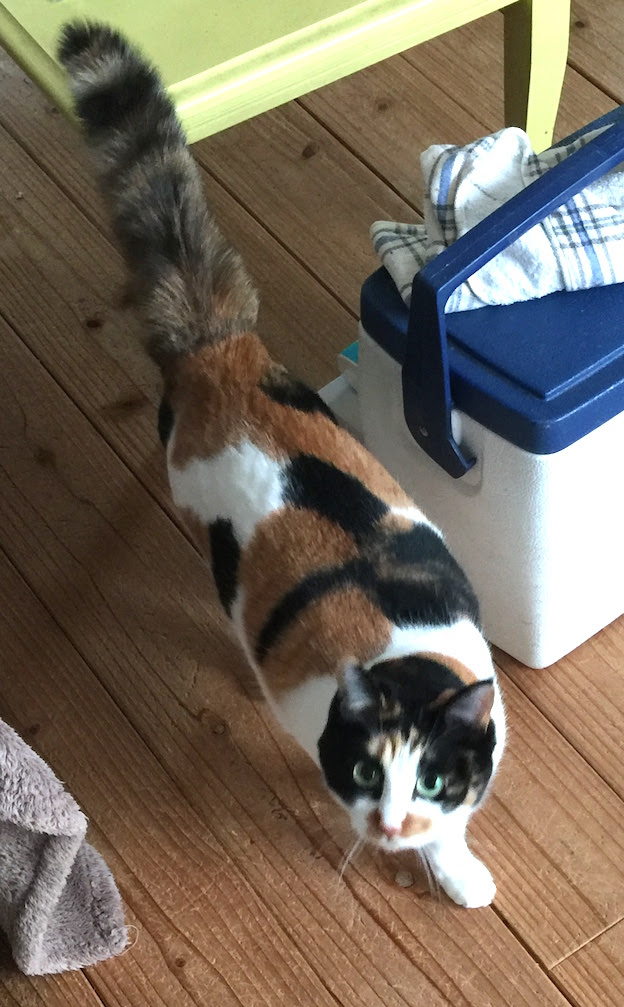 猫 しっぽ ふくらむ 壁紙画像マンガ