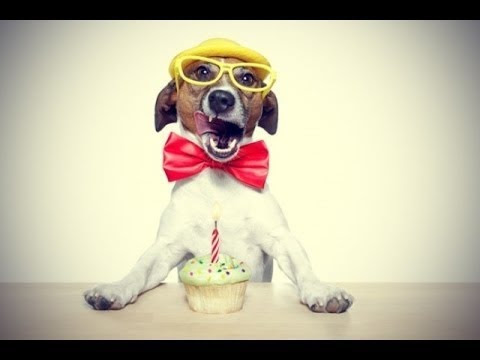 Joyeux Anniversaire Humour Mignon Torie