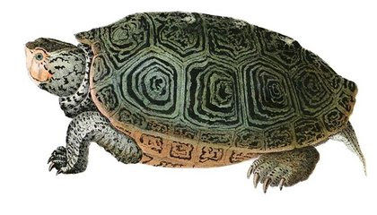How the Turtle Got Its Shell, With Apologies to Aesop image
