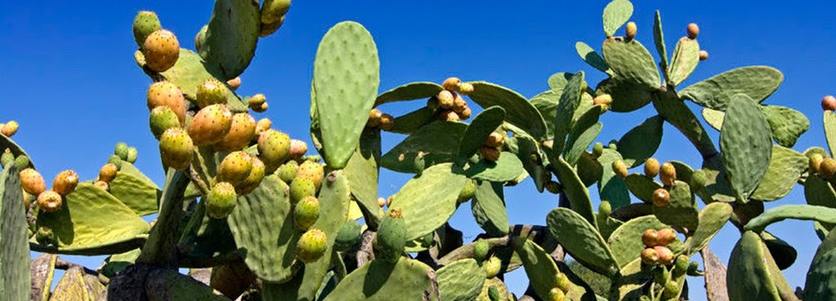 Saguaros are some of the most recognizable cactuses as they were featured in many western movies and their distinct shape the saguaro is the largest cactus in the world. Prickly Pear From A To Z 26 Things To Know News Chiáº¿c Thia Vang