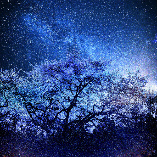 Ngagolak 幻想 的 夜桜 イラスト 綺麗