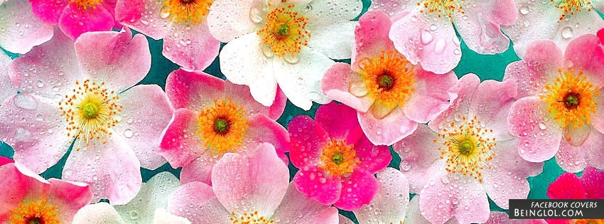 Flower Cover Photos For Fb Mister Wallpapers