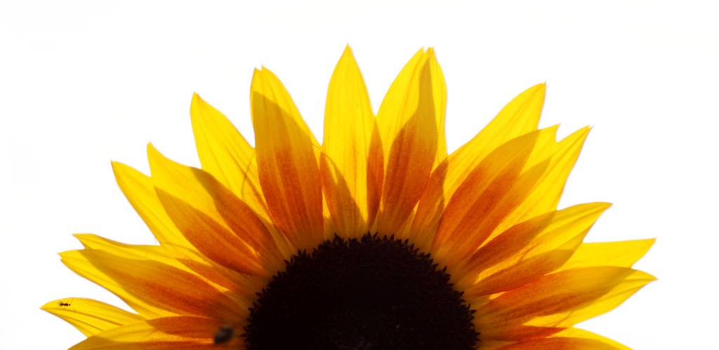 Download Transparent Sunflower Svg Free - Layered SVG Cut File