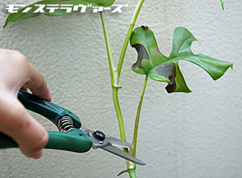 すべての美しい花の画像 エレガントモンステラ 黒く なる