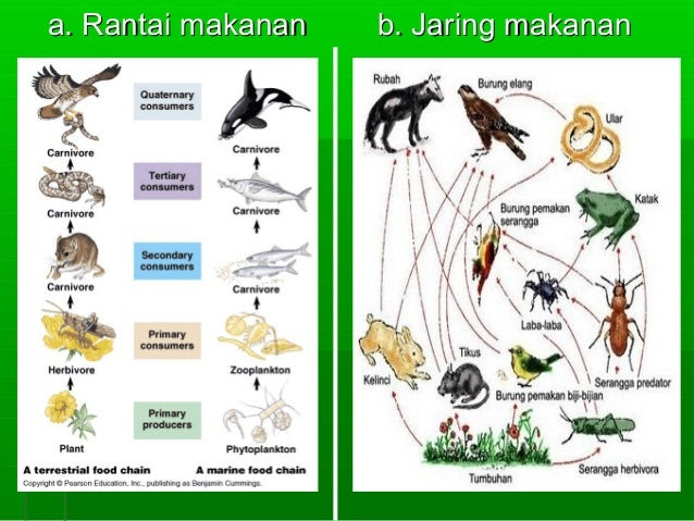 Contoh Ekosistem Gurun - Contoh 36