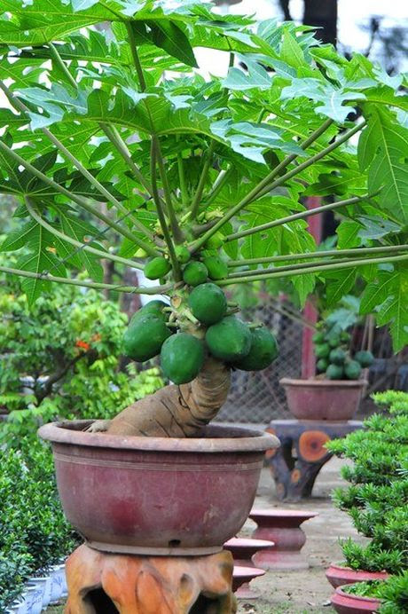 Đu đủ bonsai "đếm quả ra tiền" hút khách dịp Tết