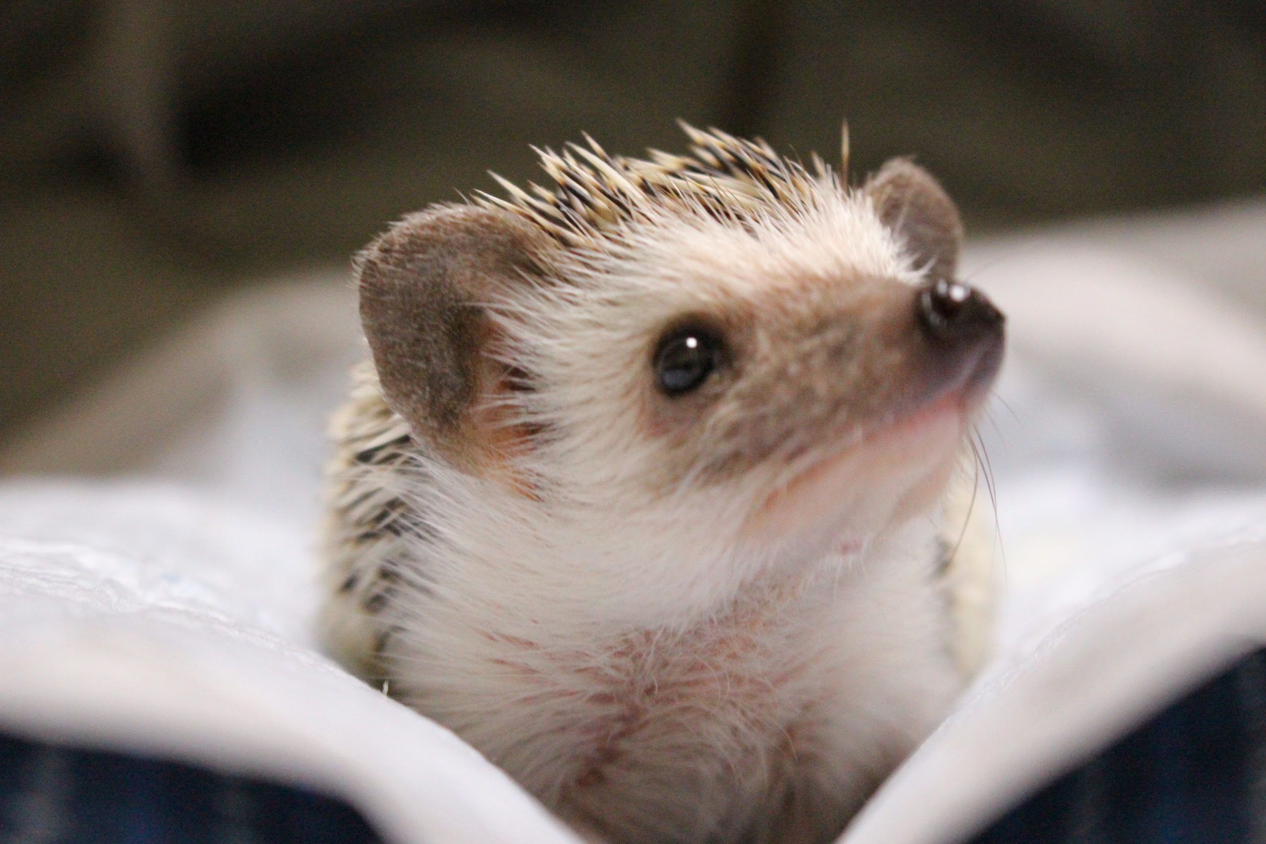 かわいい 壁紙 高画質 ハリネズミ