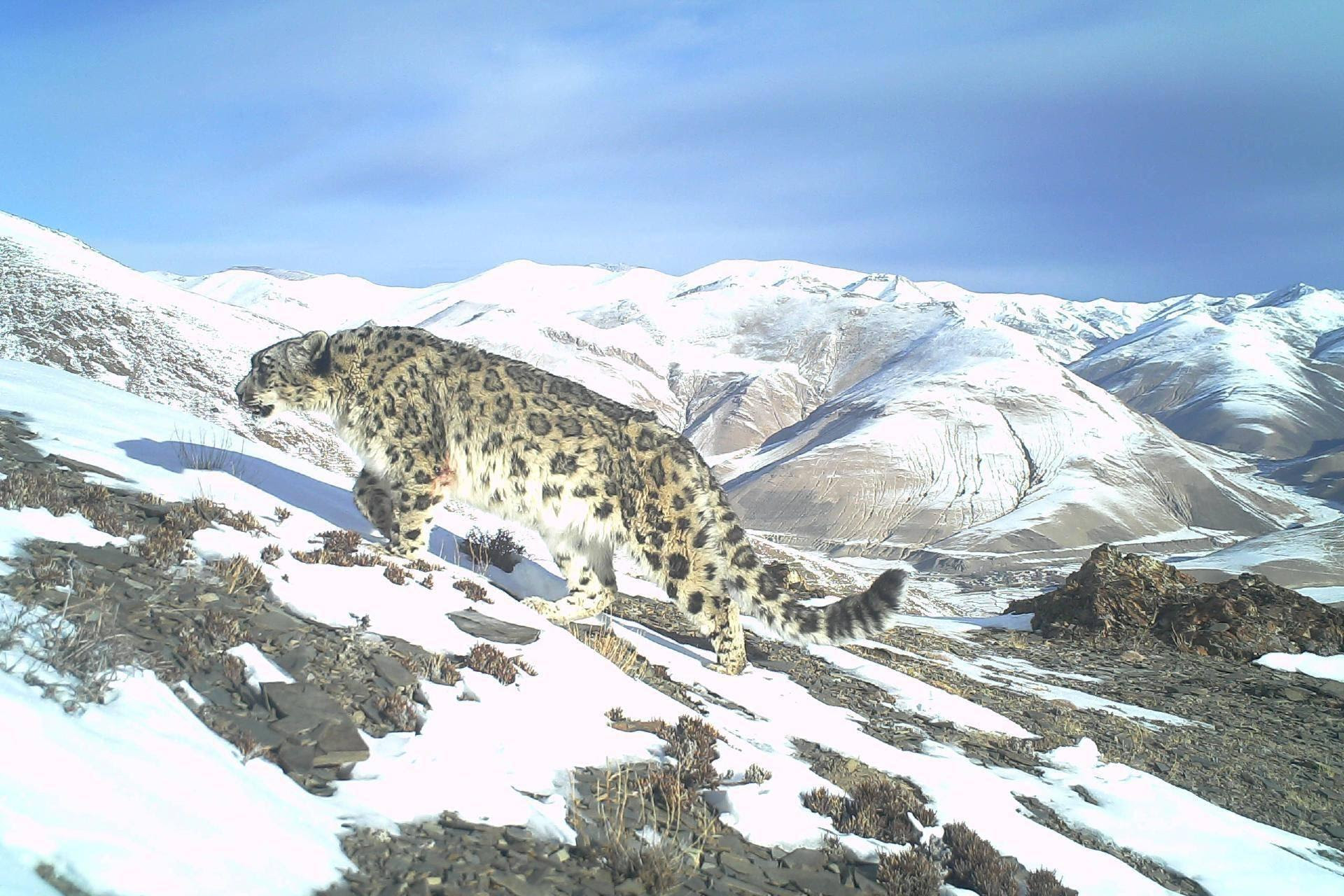 Pour éviter une sixième extinction de masse, il suffirait de protéger 1,2 % de la surface de la Terre