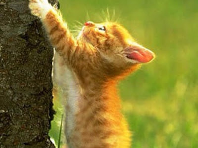25 ++ 猫 iphone 壁紙 162736-Iphone 壁紙 猫 かわいい