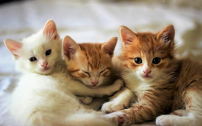 Iphone 岩合 光昭 猫 壁紙 ただ素晴らしい花