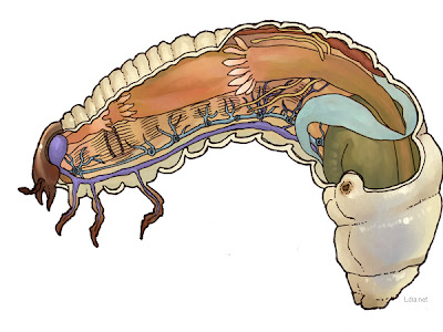 カブトムシ 幼虫 イラスト 906121