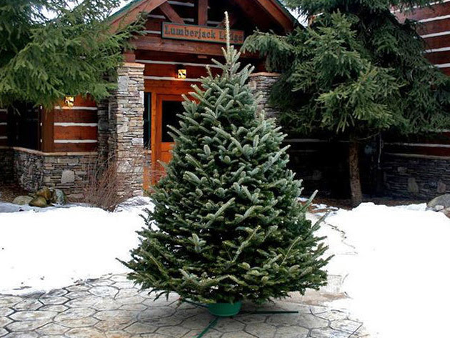 Five Star Christmas Tree Co. Wreaths and Trees