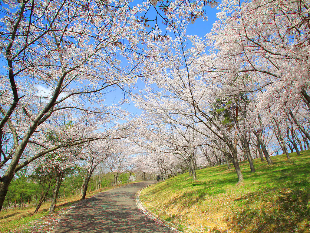 パソコン デスクトップ 壁紙 桜 Udin