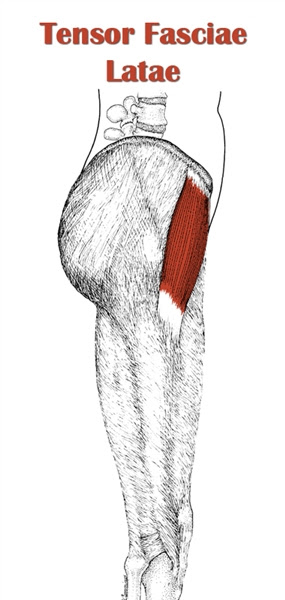 The gastrocnemius is the larger calf muscle, forming the bulge visible beneath the skin. Leg Anatomy All About The Leg Muscles