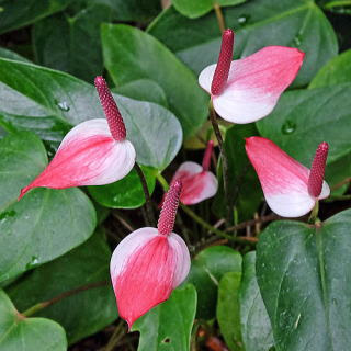 ぜいたくアンスリウム 品種 最高の花の画像
