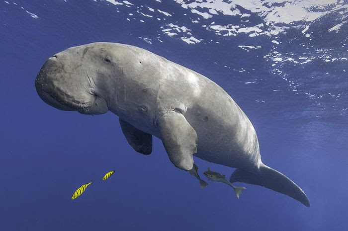 Inspirasi Terbaru 40 Gambar Hewan Laut Dugong 