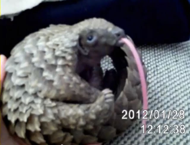 Maybe you would like to learn more about one of these? Cute Baby Pangolin Archives World Pangolin Day
