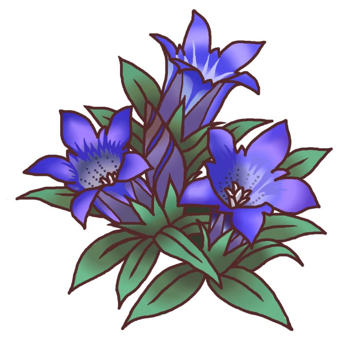 Ngagolak リンドウ 花 イラスト