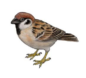 新着雀 イラスト リアル 動物の壁紙