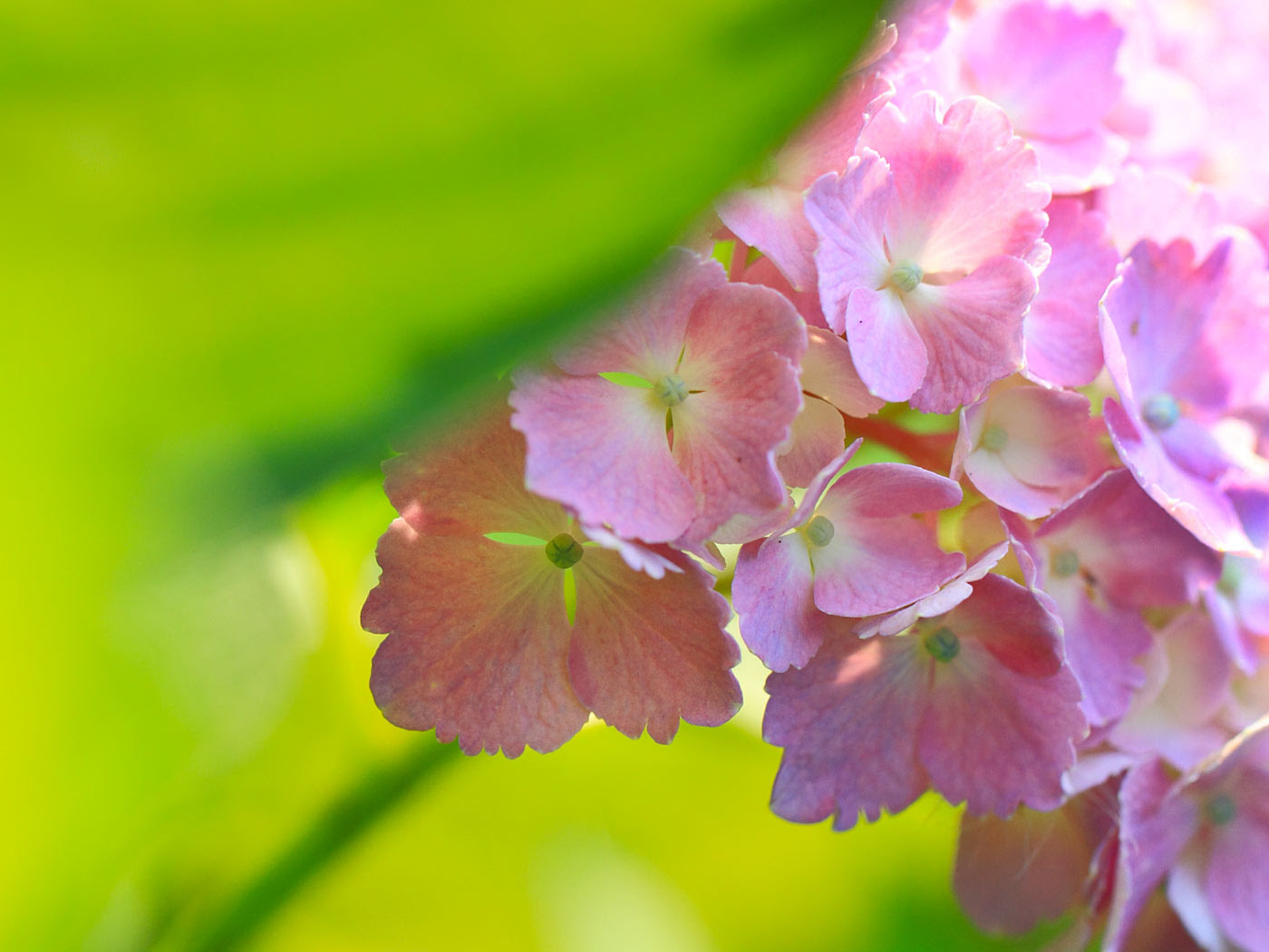 これまでで最高の紫陽花 写真 壁紙 最高の花の画像